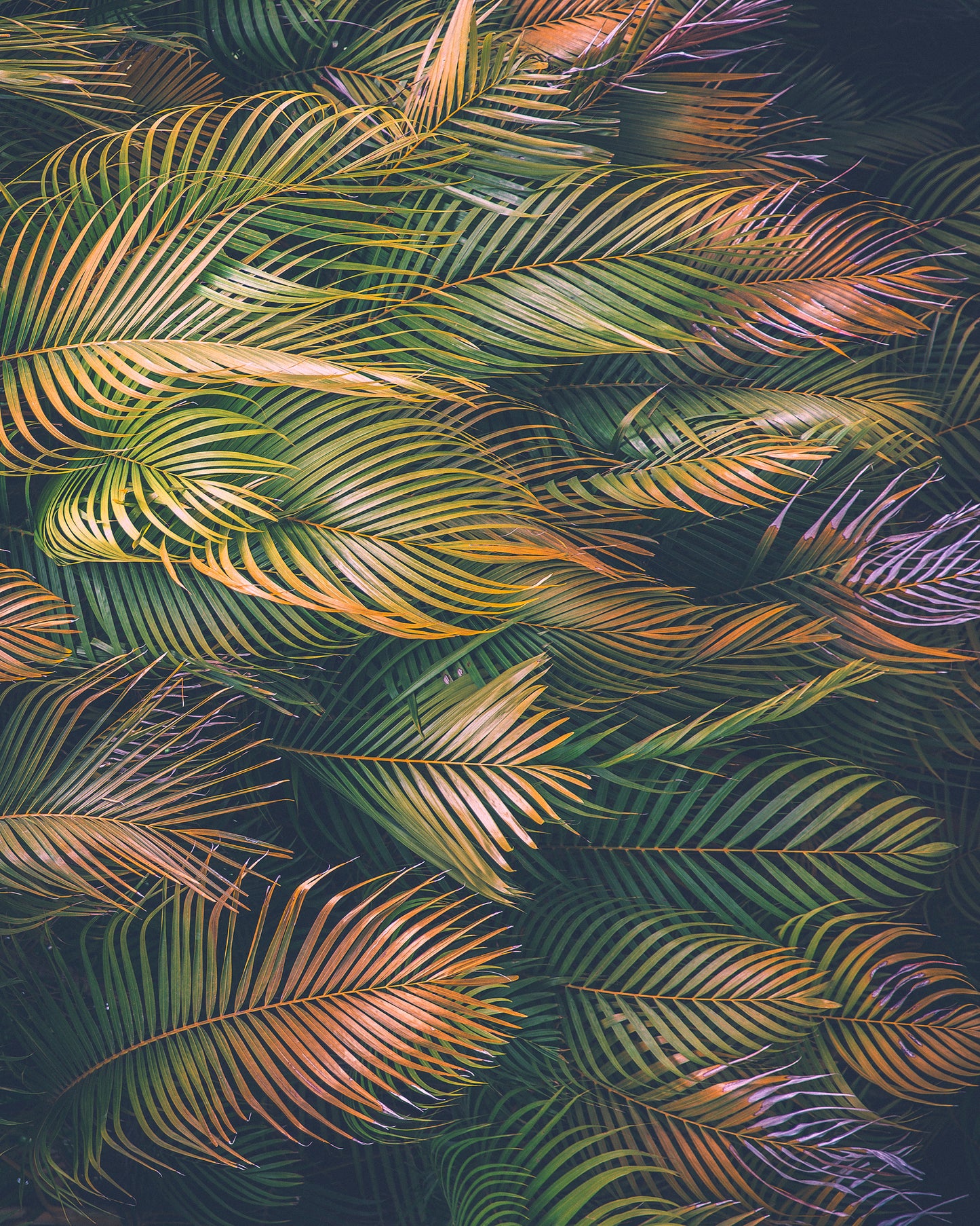 PALM STUDY I / P905